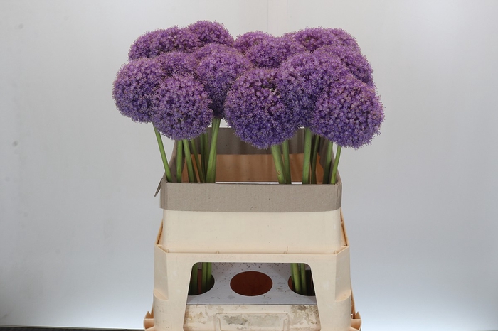 <h4>Allium Giganteum</h4>
