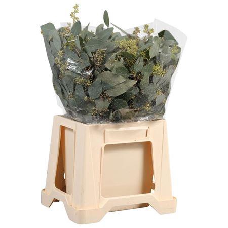 <h4>Populus Bes Kort</h4>