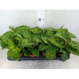 Homalomena wal. 'Camouflage'