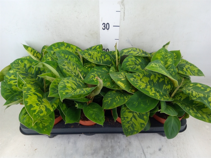 <h4>Homalomena wal. 'Camouflage'</h4>