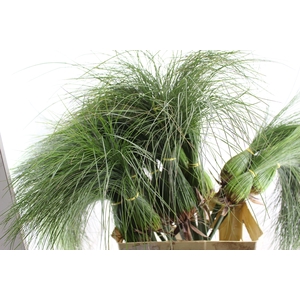 FOLH PAPIRUS 080 CM