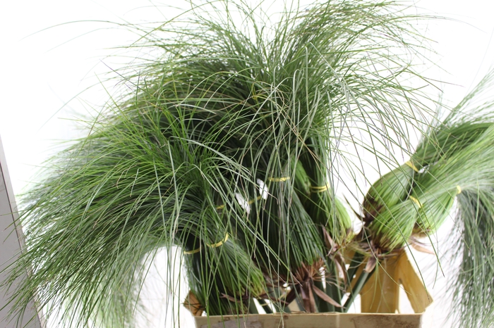 <h4>FOLH PAPIRUS 080 CM</h4>
