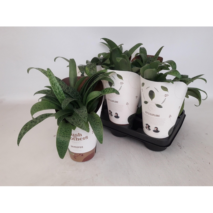 <h4>DRIMIOPSIS MACULATA</h4>