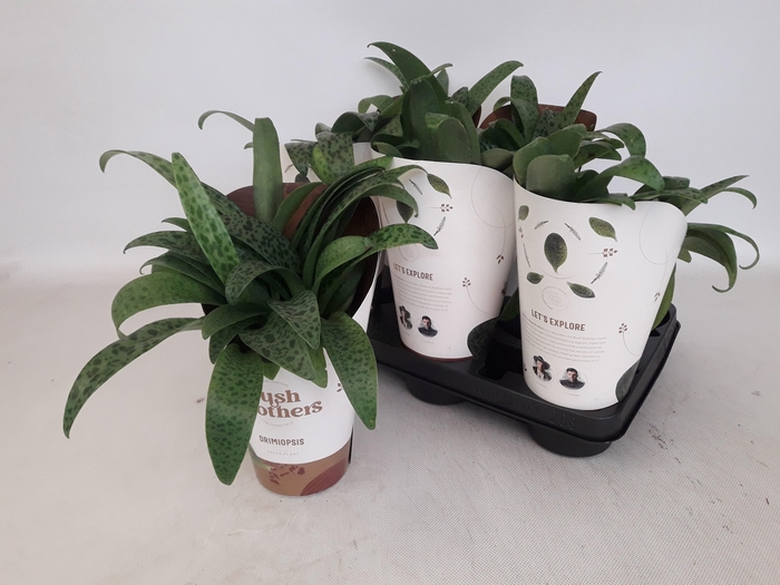 <h4>DRIMIOPSIS MACULATA</h4>