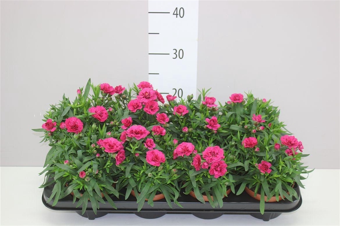 <h4>Dianthus Purple Wing</h4>