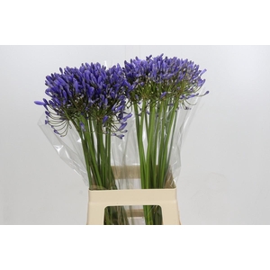 Agapanthus Blue Heaven