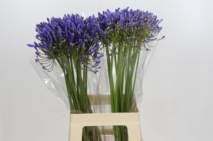 <h4>Agapanthus Blue Heaven</h4>