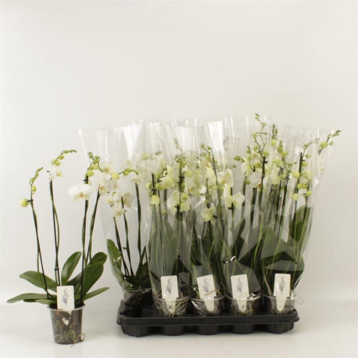 <h4>PHAL OV WIT</h4>