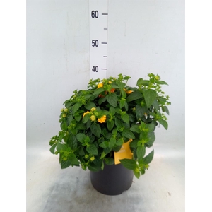 Lantana camara 'Simon Orange'