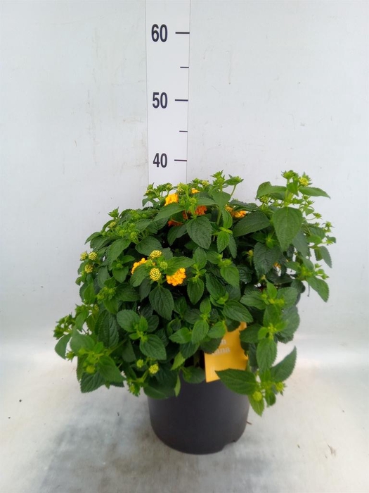 <h4>Lantana camara 'Simon Orange'</h4>