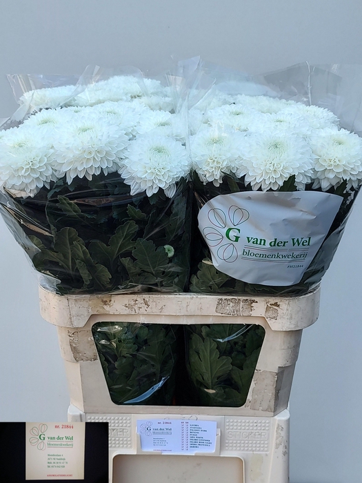 <h4>CHR G SILENT</h4>