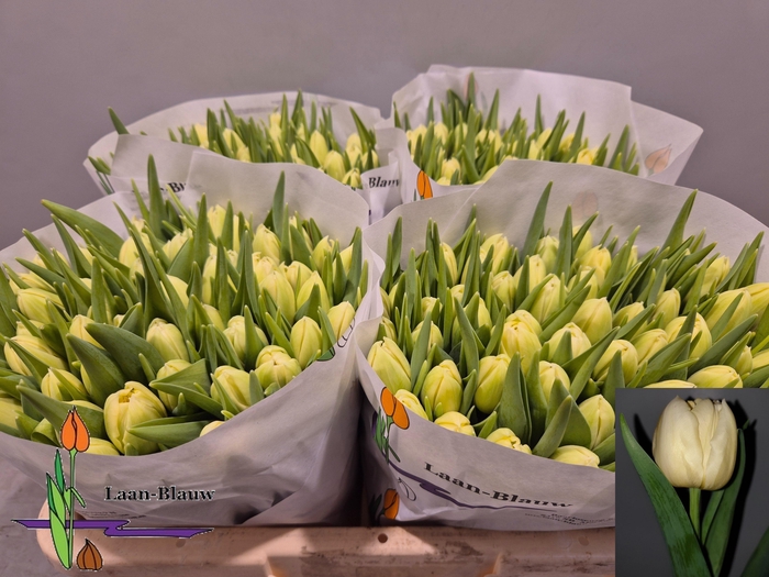 <h4>TU DU VERONA</h4>