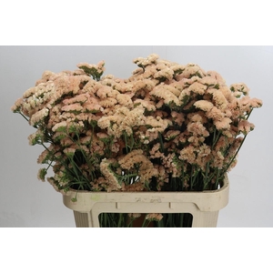 Limonium sinuatum Lucia Apricot