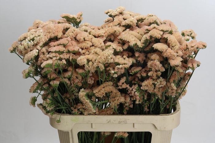 Limonium sinuatum Lucia Apricot