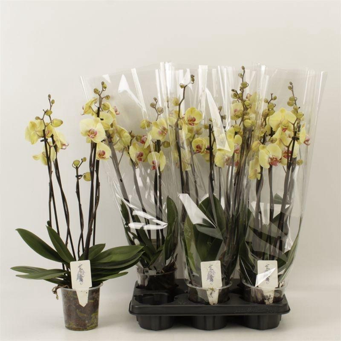 <h4>PHAL DESERT BREEZE</h4>