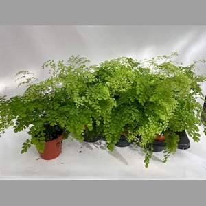 ADIAN RAD FRAGRANS