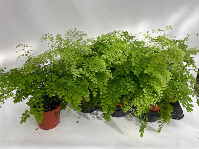 <h4>ADIAN RAD FRAGRANS</h4>