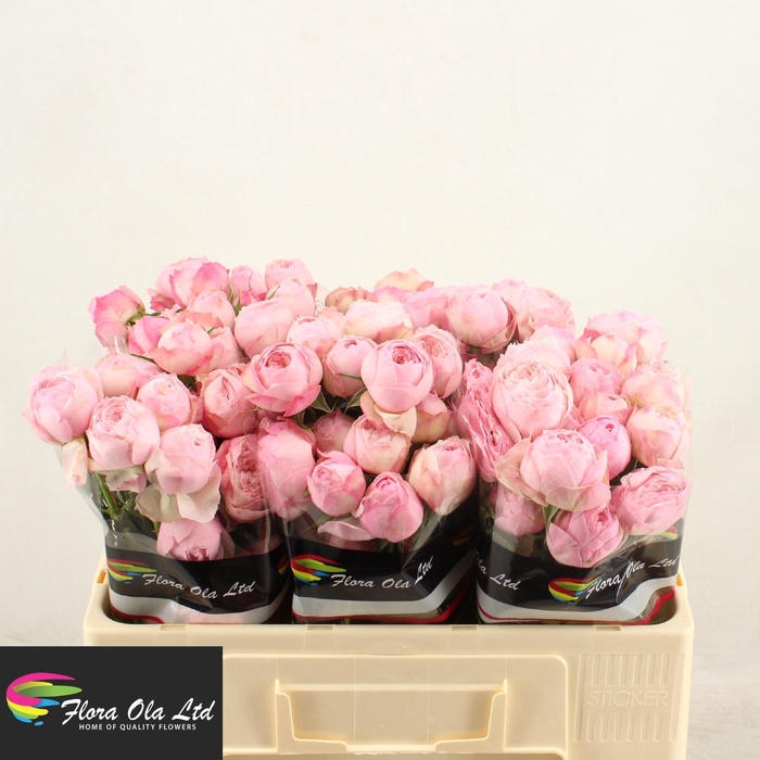 <h4>R TR MANSFI PINK PA</h4>