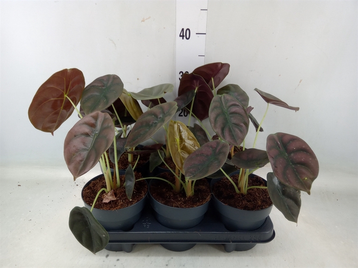 <h4>Alocasia cuprea 'Red Secret'</h4>