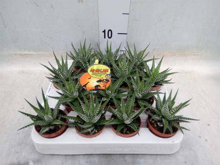 <h4>Haworthia fasciala 'Big Band'</h4>