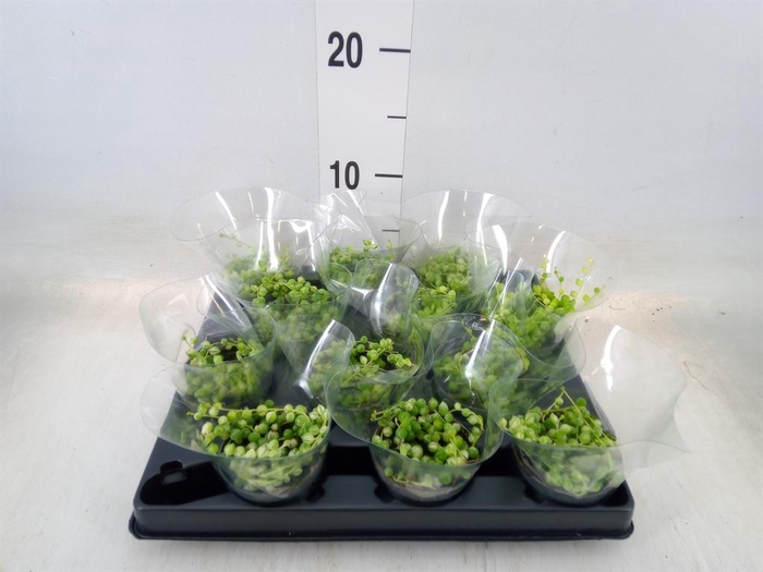 <h4>Senecio rowleyanus</h4>