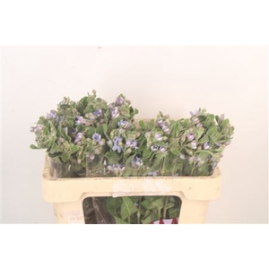 Oxypetalum Tan Pur Blue