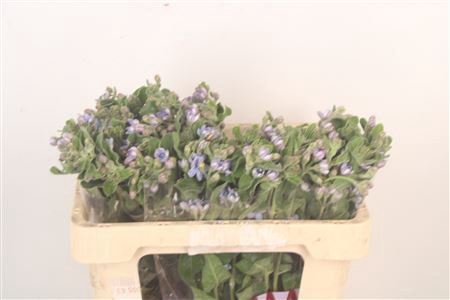 <h4>Oxypetalum Tan Pur Blue</h4>