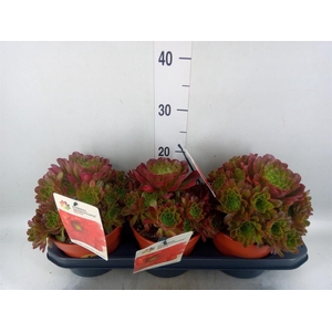 Succulents   ...