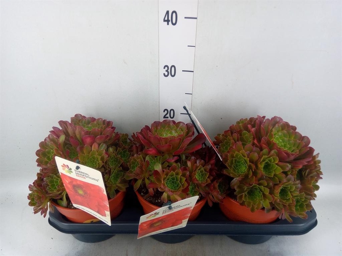<h4>Succulents   ...</h4>