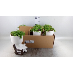 Arr.   Kamerplant Groen L%