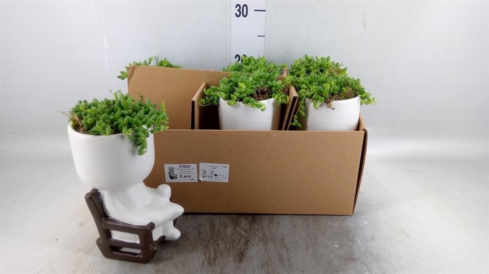 <h4>Arr.   Kamerplant Groen L%</h4>