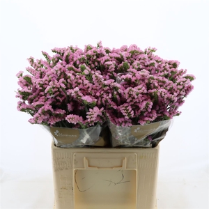 Statice Pretty Wings