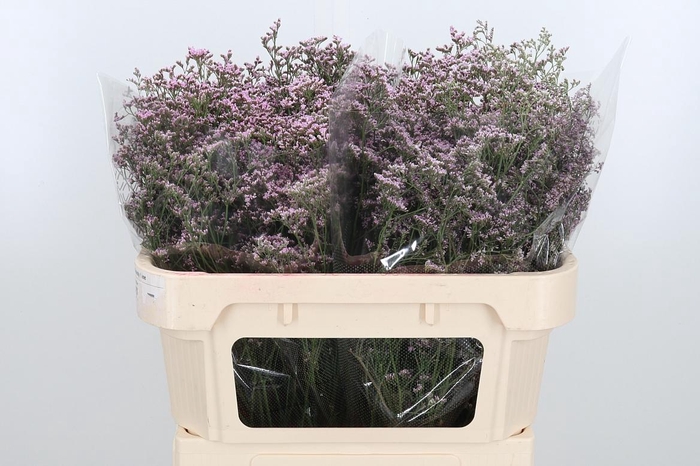 <h4>Lim Saf Oshi Pink</h4>