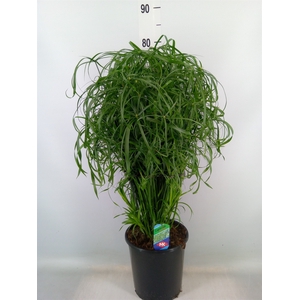 Cyperus alternifolius