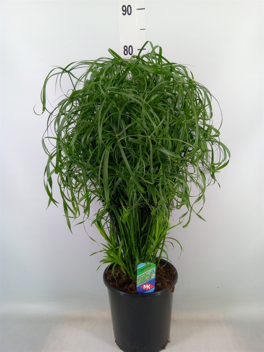 <h4>Cyperus alternifolius</h4>