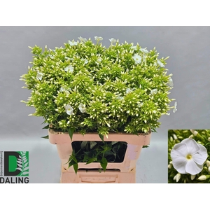 PHLOX PANICULATA OV