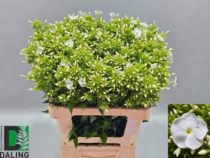 <h4>PHLOX PANICULATA OV</h4>