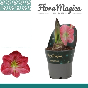 Amaryllis Sweet Pink 2 knop Extra OP in potkraag