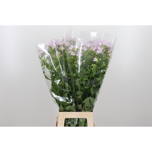 Campanula Lactiflora