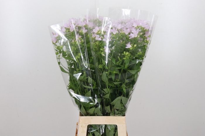 <h4>Campanula Lactiflora</h4>