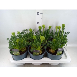 Albuca spiralis 'Frizzle Sizzle'