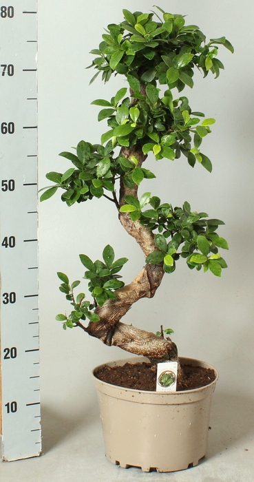 <h4>FIC MI GINSENG</h4>