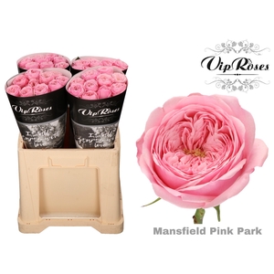 R KL MANSFI PIN PARK