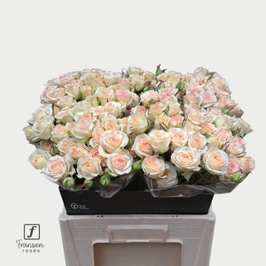 R TR Pinky Promise 60cm