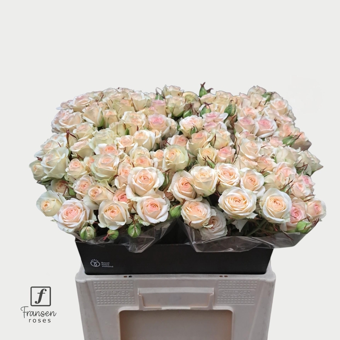 <h4>R TR Pinky Promise 60cm</h4>