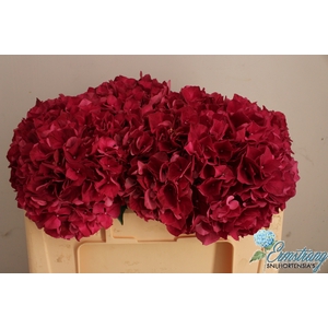 HYDR M MAG RUBYRED
