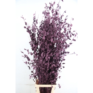 Betula met Blad Metallic Bord.