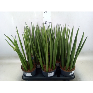 Sansevieria cyl.  ...