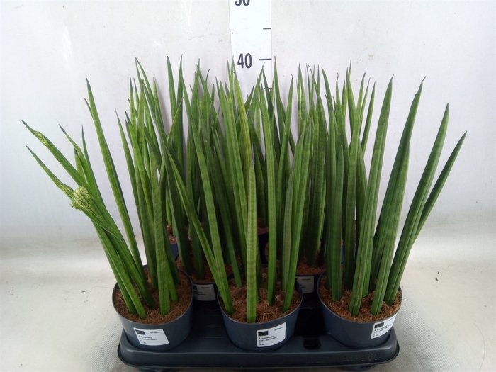 <h4>Sansevieria cyl.  ...</h4>