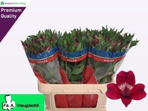 <h4>ALSTR NOIZE</h4>